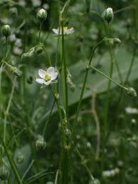 Attēlu rezultāti vaicājumam “Spergula arvensis”