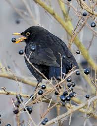 Attēlu rezultāti vaicājumam “Turdus merula male”