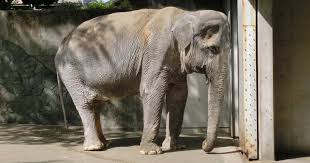 Image result for sad elephant