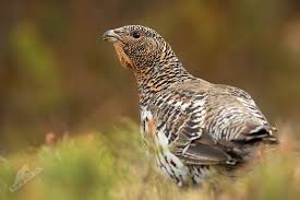Attēlu rezultāti vaicājumam “Tetrao urogallus female”