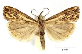 Attēlu rezultāti vaicājumam “Catoptria fulgidella”