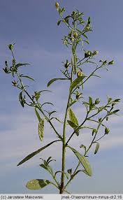 Attēlu rezultāti vaicājumam “Microrrhinum minus leaf”