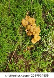 Attēlu rezultāti vaicājumam “Physarum virescens”