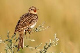 Attēlu rezultāti vaicājumam “Alauda arvensis”