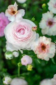 Attēlu rezultāti vaicājumam “Ranunculus elatior flower”