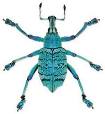 Image result for Coleoptera Curculionoidea