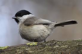 Attēlu rezultāti vaicājumam “Poecile montanus”