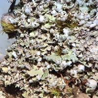 Attēlu rezultāti vaicājumam “Cladonia caespiticia”