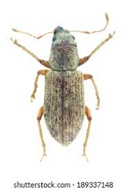 Attēlu rezultāti vaicājumam “Ptinus sp. female”