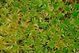 Attēlu rezultāti vaicājumam “Sphagnum fallax”