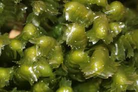 Attēlu rezultāti vaicājumam “Bazzania trilobata”