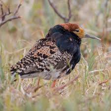 Attēlu rezultāti vaicājumam “Philomachus pugnax adult”