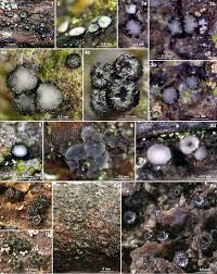 Attēlu rezultāti vaicājumam “Hyphodiscus hymeniophilus”