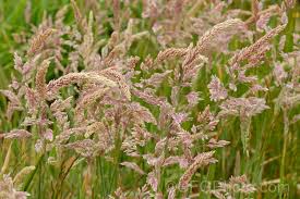 Attēlu rezultāti vaicājumam “Holcus lanatus  flower”