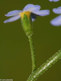 Attēlu rezultāti vaicājumam “Myosotis laxa subsp. baltica”