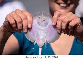 Image result for Raja clavata