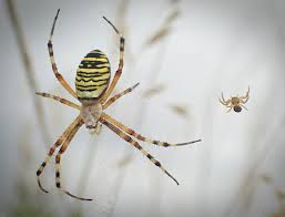 Attēlu rezultāti vaicājumam “Argiope bruennichi female”