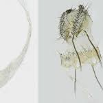 Attēlu rezultāti vaicājumam “Agonopterix hypericella”