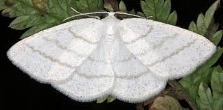 Attēlu rezultāti vaicājumam “Cabera exanthemata male”