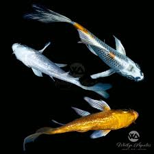 Image result for Cyprinus carpio