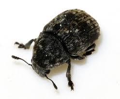 Image result for Coleoptera Curculionoidea