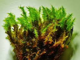 Attēlu rezultāti vaicājumam “Campylium stellatum”