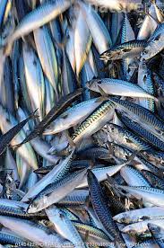 Image result for Scomber scombrus