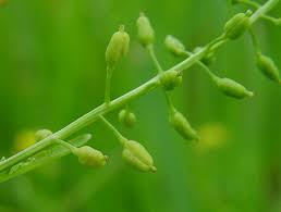 Attēlu rezultāti vaicājumam “Rorippa palustris fruit”