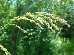 Attēlu rezultāti vaicājumam “Glyceria striata”