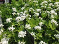 Image result for Galium odoratum