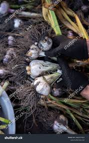 Attēlu rezultāti vaicājumam “Allium sativum fruit”