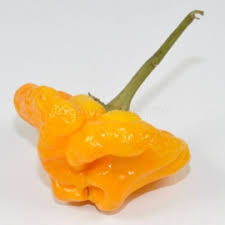 Afbeeldingsresultaat voor yellow mushroom hot pepper