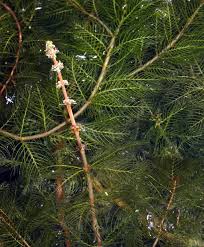 Attēlu rezultāti vaicājumam “Myriophyllum alterniflorum”