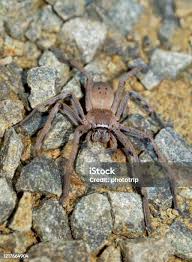 Attēlu rezultāti vaicājumam “Sparassidae”