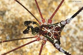 Attēlu rezultāti vaicājumam “Opiliones”