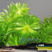 「水蘊草」的圖片搜尋結果