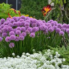 Attēlu rezultāti vaicājumam “Allium cepa flower”