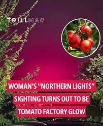 Afbeeldingsresultaat voor northern lights tomato