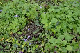 Attēlu rezultāti vaicājumam “Prunella vulgaris leaf”