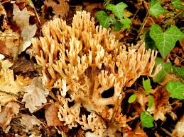 Attēlu rezultāti vaicājumam “Ramaria stricta”