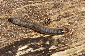 Attēlu rezultāti vaicājumam “Oecophoridae”