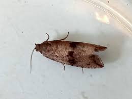 Attēlu rezultāti vaicājumam “Celypha striana”