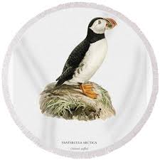 Image result for Fratercula arctica