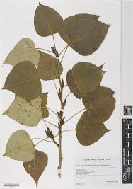 Attēlu rezultāti vaicājumam “Populus x berolinensis”