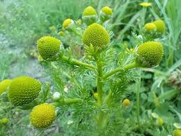 Attēlu rezultāti vaicājumam “Matricaria discoidea”