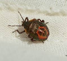 Attēlu rezultāti vaicājumam “Troilus luridus”