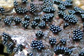 Attēlu rezultāti vaicājumam “Metatrichia vesparia”