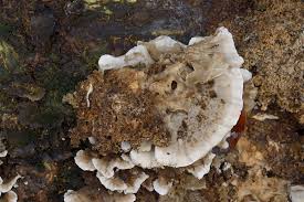 Attēlu rezultāti vaicājumam “Bjerkandera adusta”