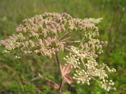 Attēlu rezultāti vaicājumam “Angelica palustris flower”