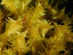 Attēlu rezultāti vaicājumam “Meesia triquetra”